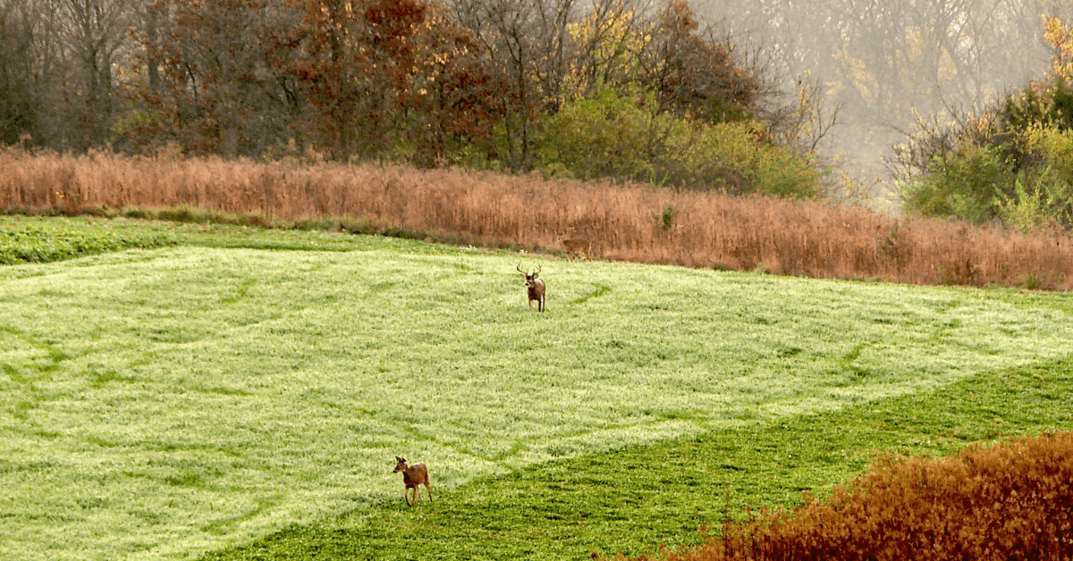 Featured Image for 4 Improvements to Make Next Year on Your Deer Hunting Property